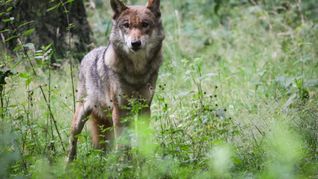 Der Wolf soll ins Jagdrecht aufgenommen werden. (Archivbild)
