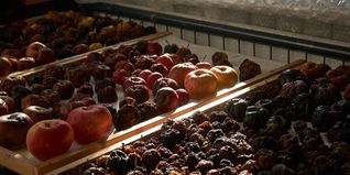 So warten Streuobst-Äpfel im Ars Cubis-Atelier auf ihr Foto-Shooting. 	Bilder: Heiden