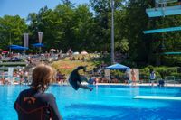 Hier darf es gerne kräftig spritzen: Splash Diving im Sindelfinger Freibad.