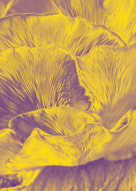 Das Deutsche Fleischermuseum auf dem Böblinger Marktplatz zeigt die Sonderausstellung "Fungi Future", die sich der vielfältigen Welt der Pilze und ihrer Bedeutung auch für Kunst und Gesellschaft widmet. Zu sehen sind unter anderem Arbeiten der Künstlerin Barbara Ehnes. Zu sehen bis zum 2. April 2026: Mi-Fr 15-18 Uhr, Sa 13-18 Uhr, So+Fei 11-17 Uhr.