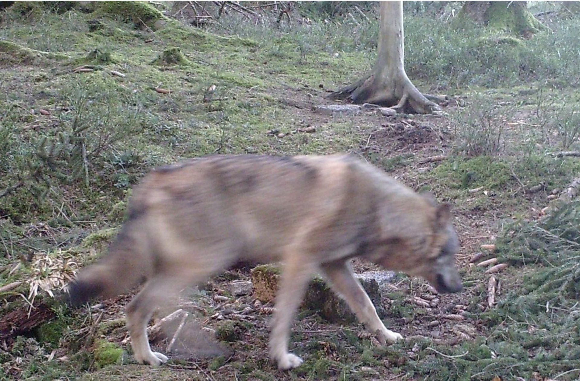 Im April 2019 wurde der erste heimische Wolf in Baden-Württemberg bei Bühl im Schwarzwald von einer Fotofalle aufgenommen.