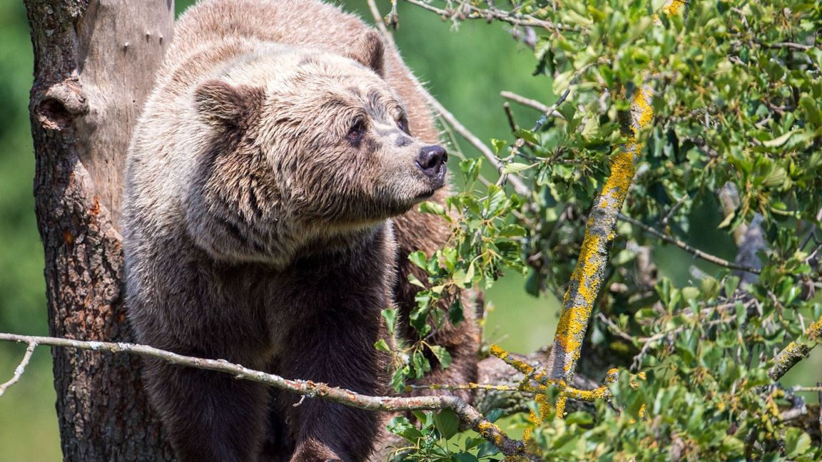 In Bayern wurden in der Vergangenheit etliche Bären nachgewiesen (Symbolbild).