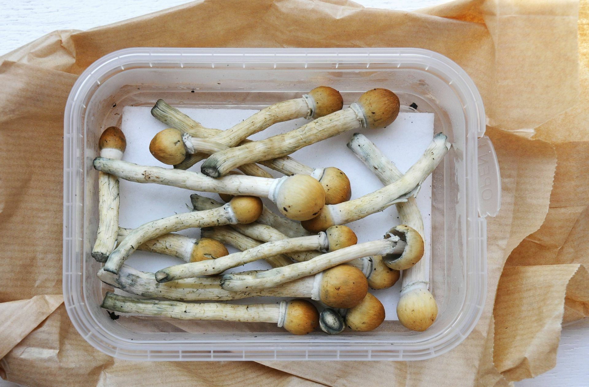 Magic Mushrooms, Zauberpilze, dürfen  in der Schweiz bereits legal von einigen Ärzten in der medizinischen Behandlung angewandt werden.