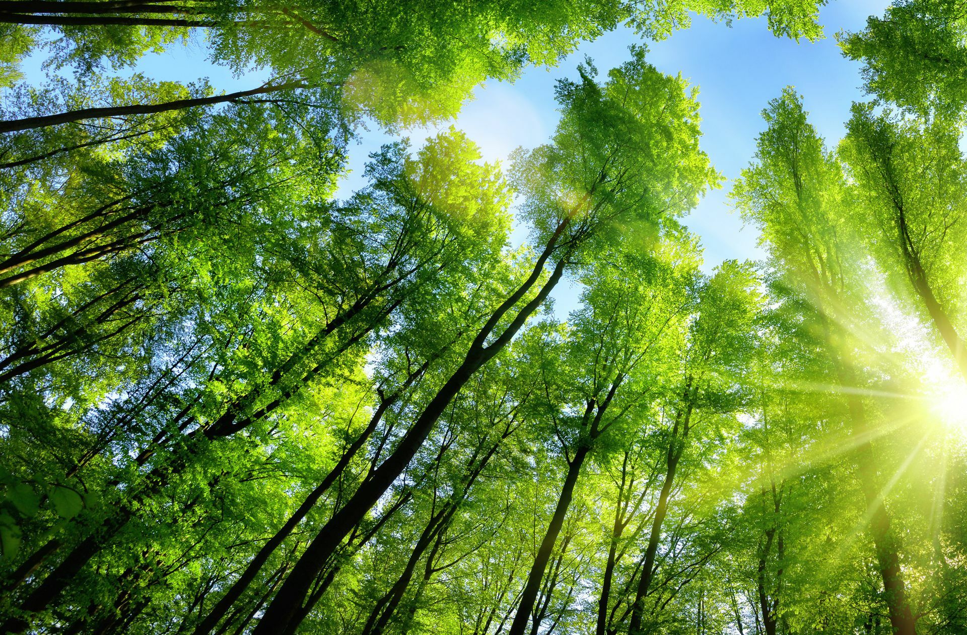 Wälder gelten als sogenannte Kohlendioxid-Senken.
 Foto: Adobe Stock/Smileus