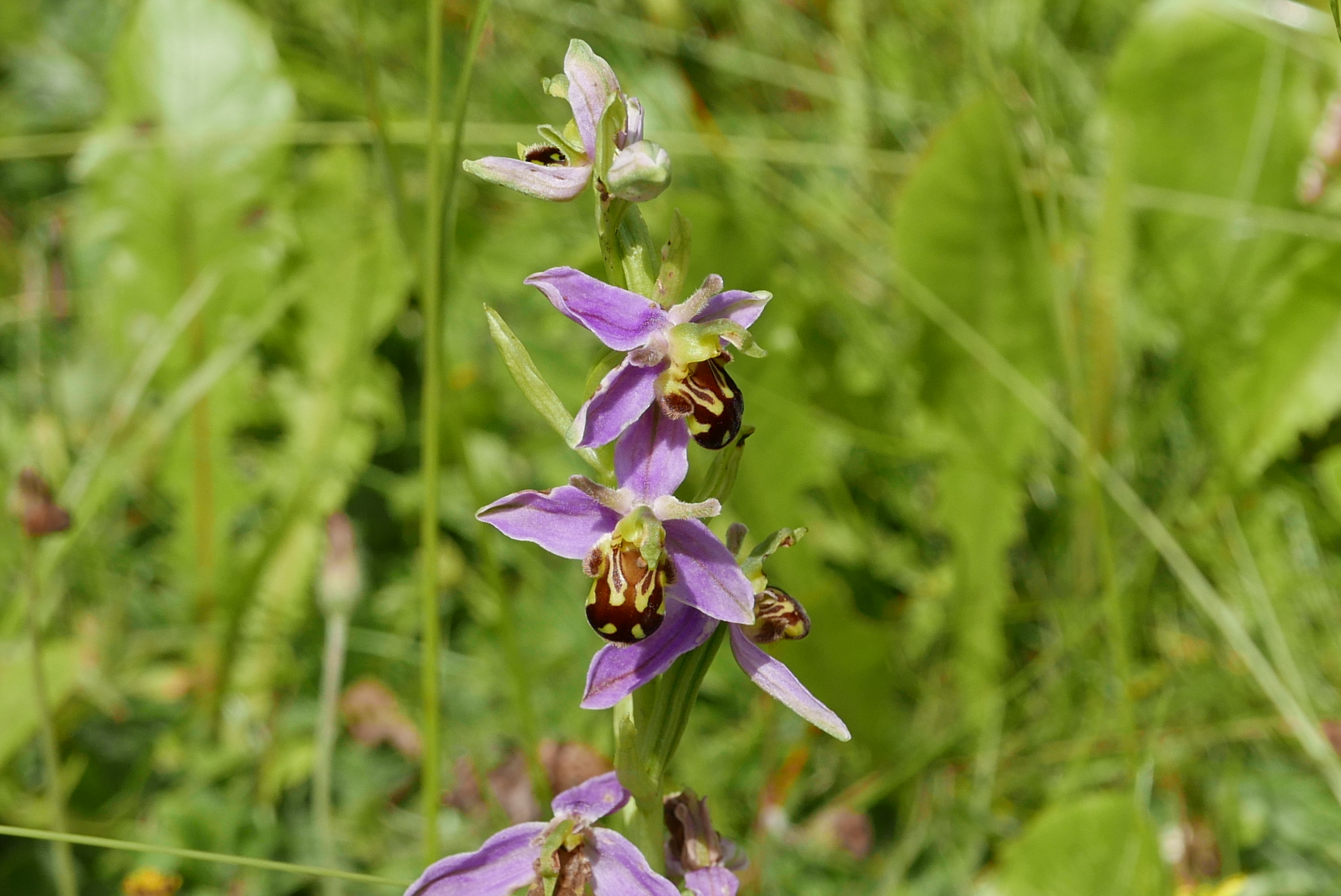 Seit Jahren wachsen immer wieder Bienenragwurzen auf der Gartenwiese in der Sindelfinger Gerhardtstraße.  Bild: Jung