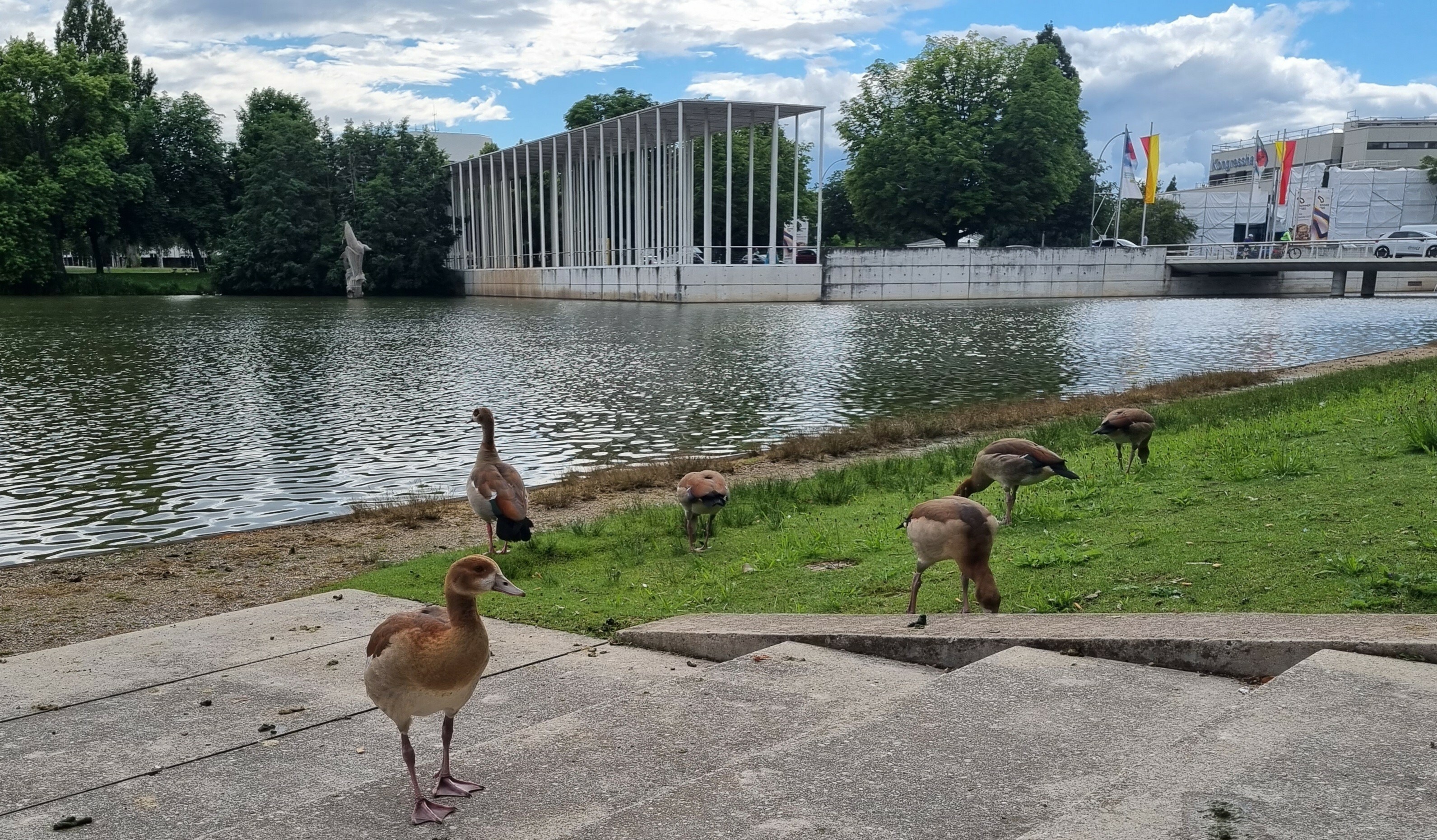 Die Gänse fühlen sich am Oberen See in Böblingen nach wie vor pudelwohl. Bild: Hamann