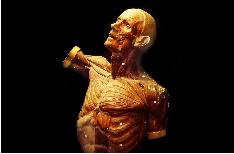 Ein präparierter Körper in der Anatomie der Universität Gießen.
 Foto: May-Britt Winkler/May-Br..