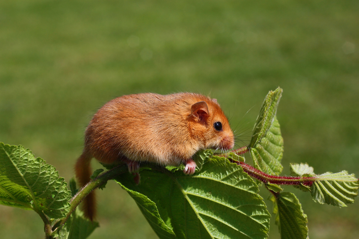 little dormouse climb the twigs in nature