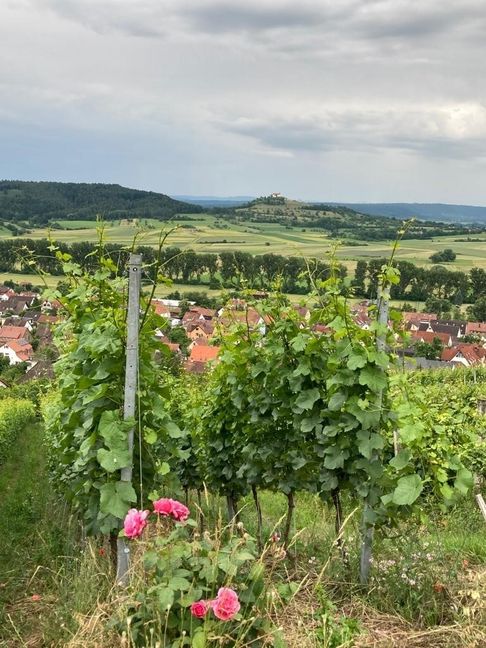 Blick von Unterjesingen Richtung Wurmlinger Kapelle. Bild: Jung