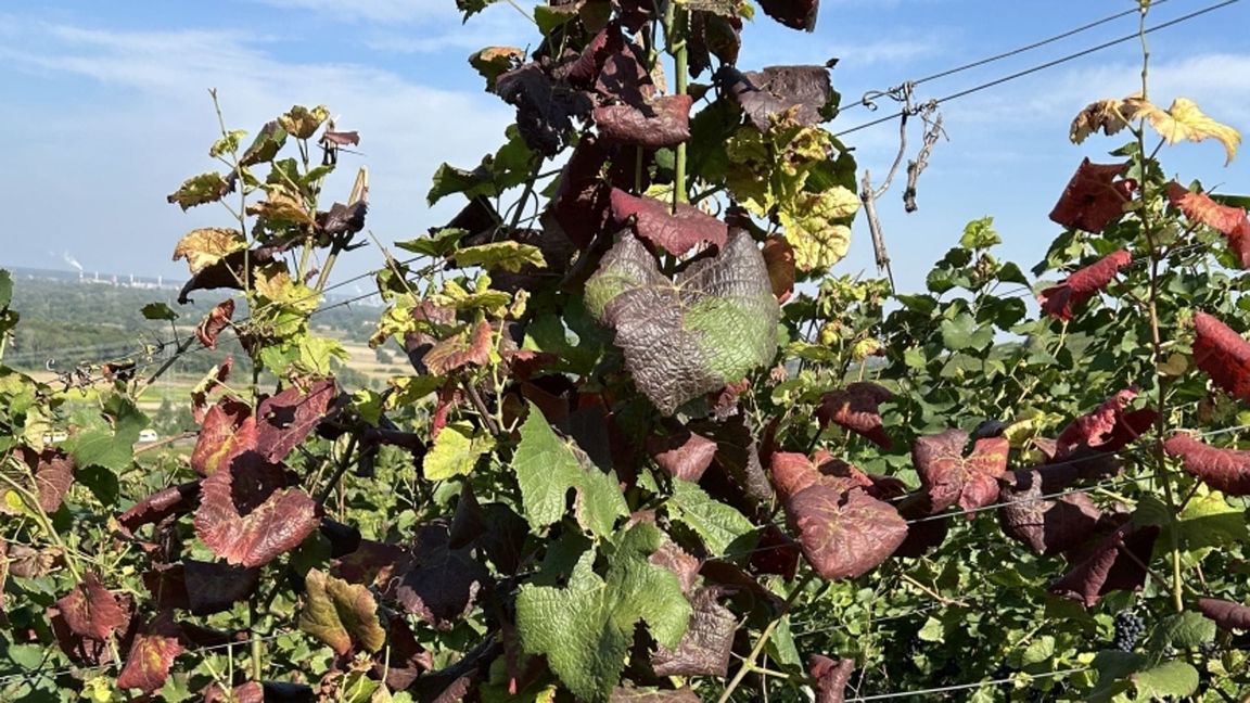 Weinreben, die mit der Rebkrankheit Flavescence dorée befallen sind. Ein Merkmal sind rot verfärbte Blätter (Archivfoto).