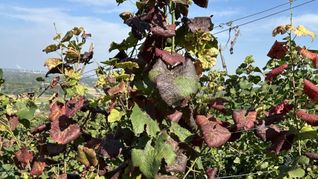 Weinreben, die mit der Rebkrankheit Flavescence dorée befallen sind. Ein Merkmal sind rot verfärbte Blätter (Archivfoto).