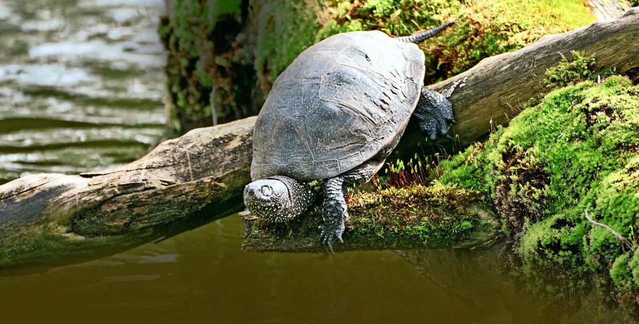 Wieder entdeckt: eine Europäische Sumpfschildkröte am Stuttgarter Pfaffensee