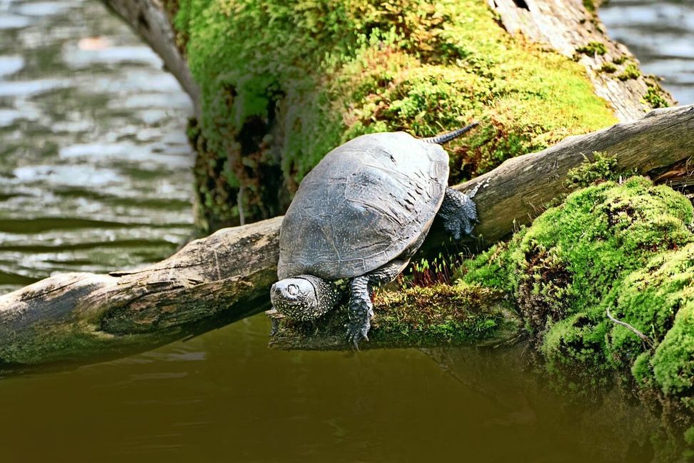 Wieder entdeckt: eine Europäische Sumpfschildkröte am Stuttgarter Pfaffensee