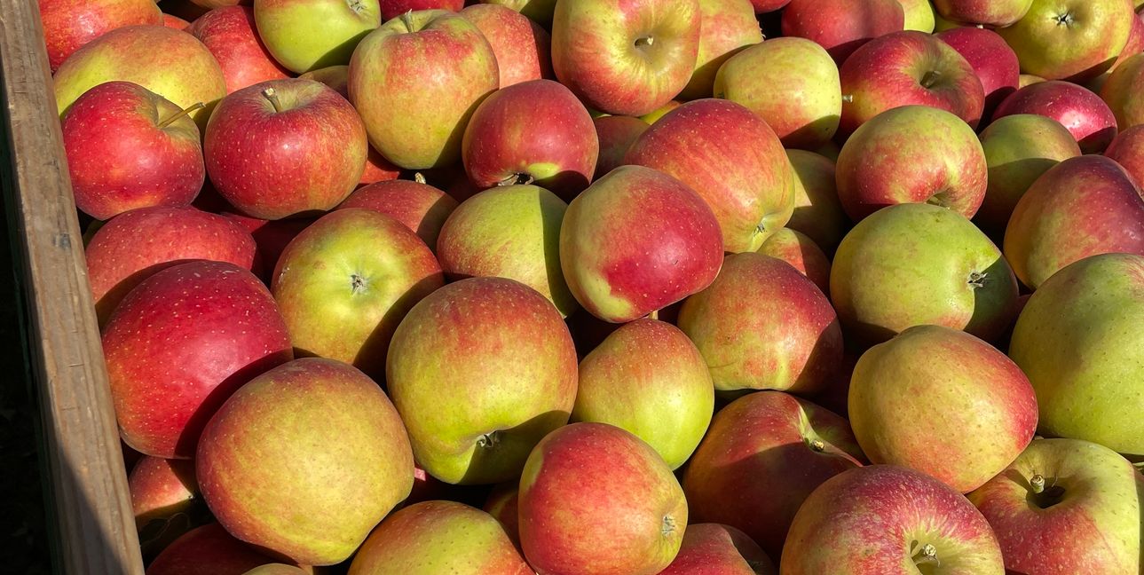 Äpfel sind wahre Vitaminbomben.