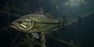Fische sind schützenswert.