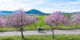 Per Rad entdecken: Die Pfälzer Mandelblüte lässt sich per Rad entdecken.	Bild: Pfalz Touristik