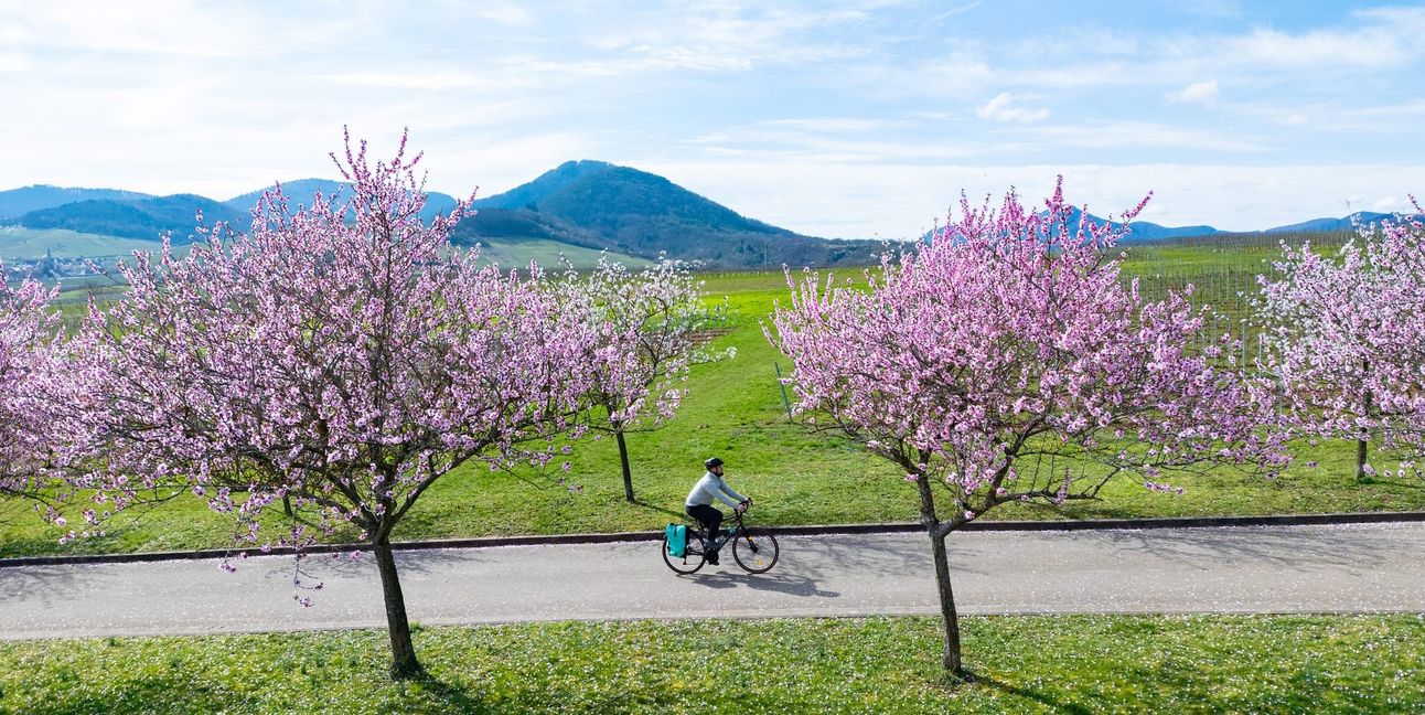 Per Rad entdecken: Die Pfälzer Mandelblüte lässt sich per Rad entdecken.	Bild: Pfalz Touristik