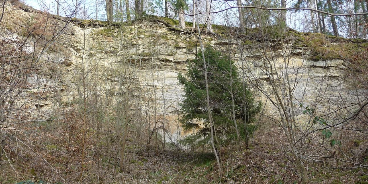 Der Sandsteinbruch Kohlhau im Magstadter Wald. Zu sehen ist nur die etwa zehn Meter hohe Abbauwand.