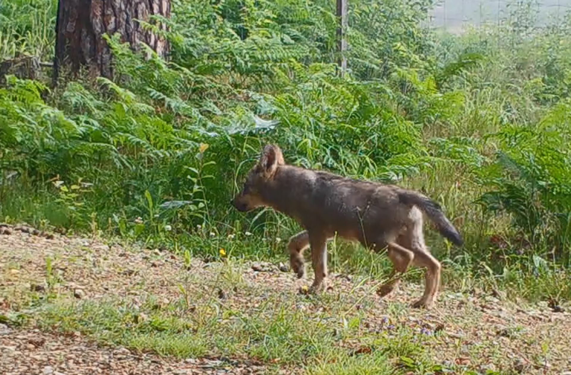 Von den Welpen im Südschwarzwald gibt es noch keine Fotos – dieses Jungtier tappte vor einiger Zeit im Veldensteiner Forst in Bayern in eine Fotofalle.
