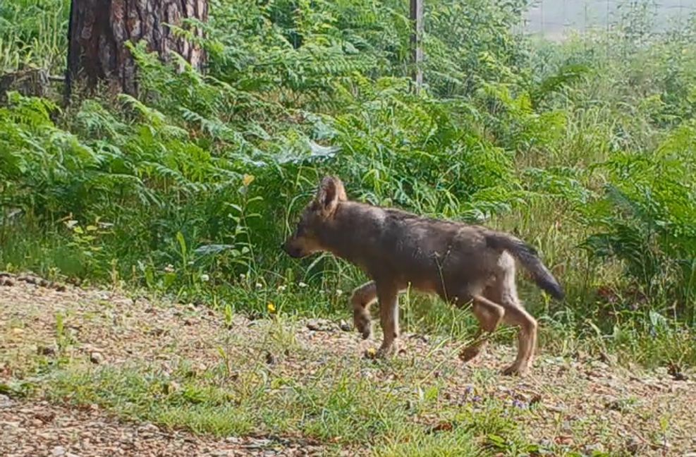 Von den Welpen im Südschwarzwald gibt es noch keine Fotos – dieses Jungtier tappte vor einiger Zeit im Veldensteiner Forst in Bayern in eine Fotofalle.