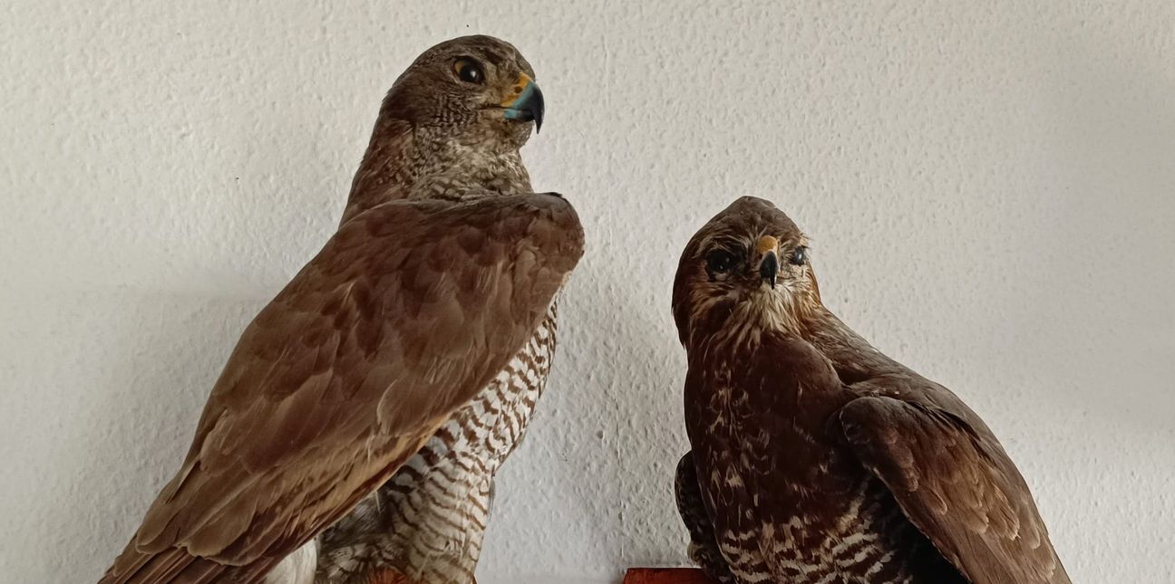 Berthold Hinderer zeigt im Appeleshof seine präparierten Tiere. Bild: z