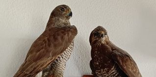 Berthold Hinderer zeigt im Appeleshof seine präparierten Tiere. Bild: z