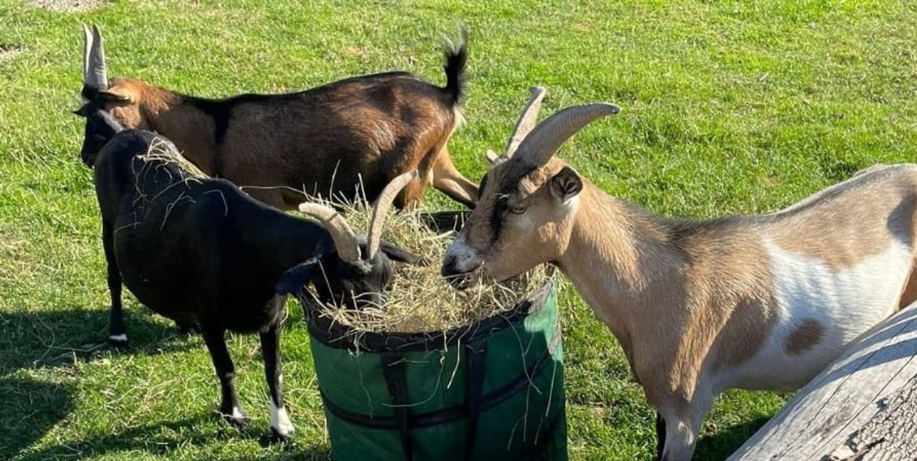 Ziegen im Kleintierpark Nufringen.Bild: Kleintierpark Nufringen
