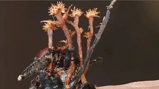 Die neuentdeckte Hyperparasitenart Pleurocordyceps cornusynnemata ist nach ihren auffälligen hornförmigen Strukturen benannt, hier zu sehen, wie sie auf einer toten Ameise wächst.