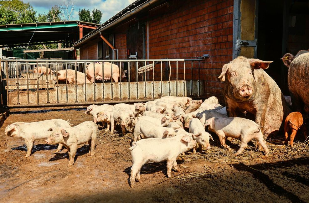 Viel Platz und Schlamm: So fühlen sich Schweine sauwohl.