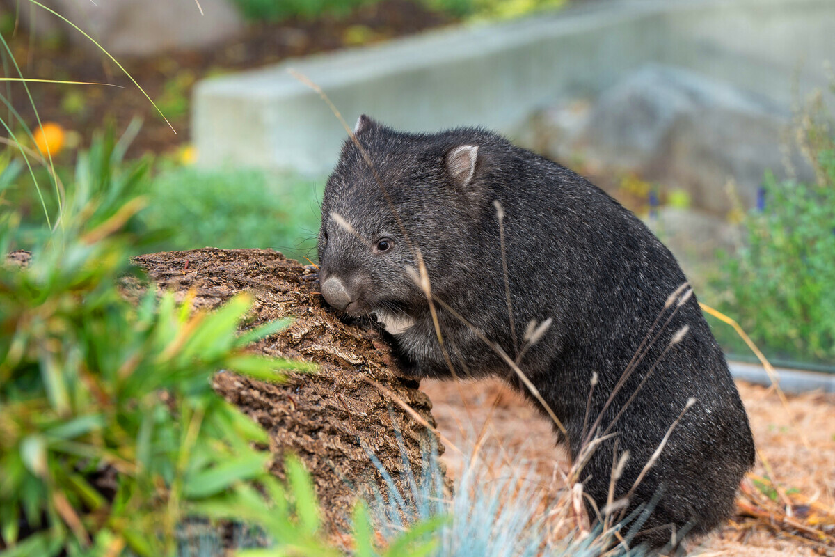 Ab sofort können Besucherinnen und Besucher in der Wilhelma, die beiden Nacktnasenwombats bestaunen.