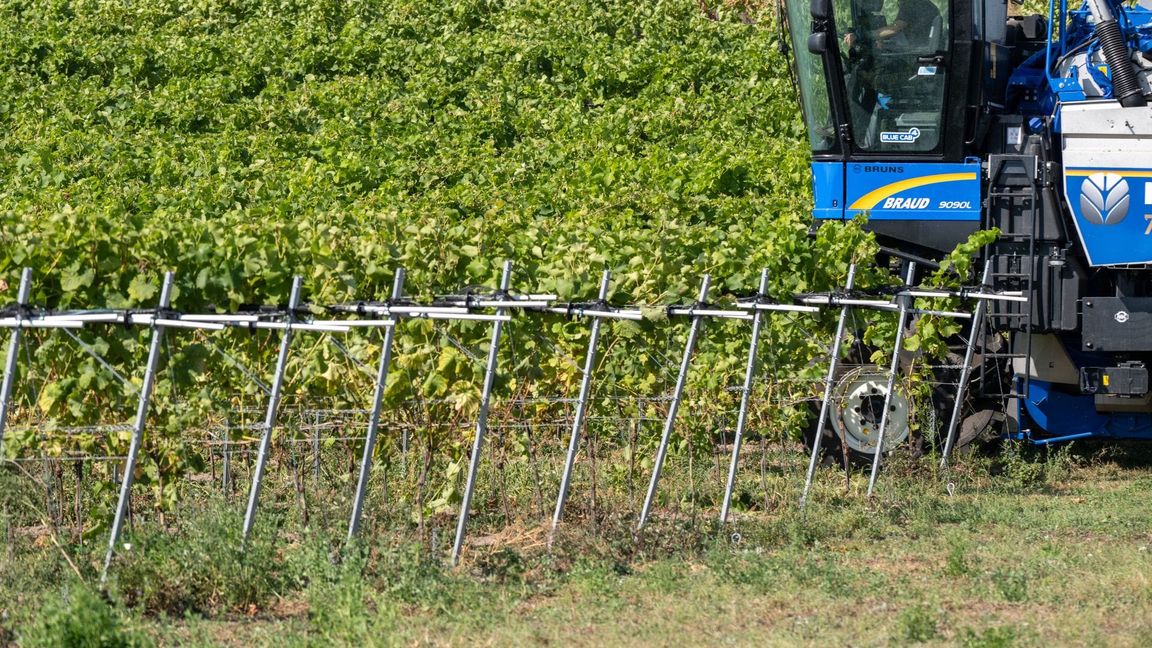 Winzer sind optimistisch in die Hauptweinlese für den Jahrgang 2024 gestartet. (Foto-Archiv)