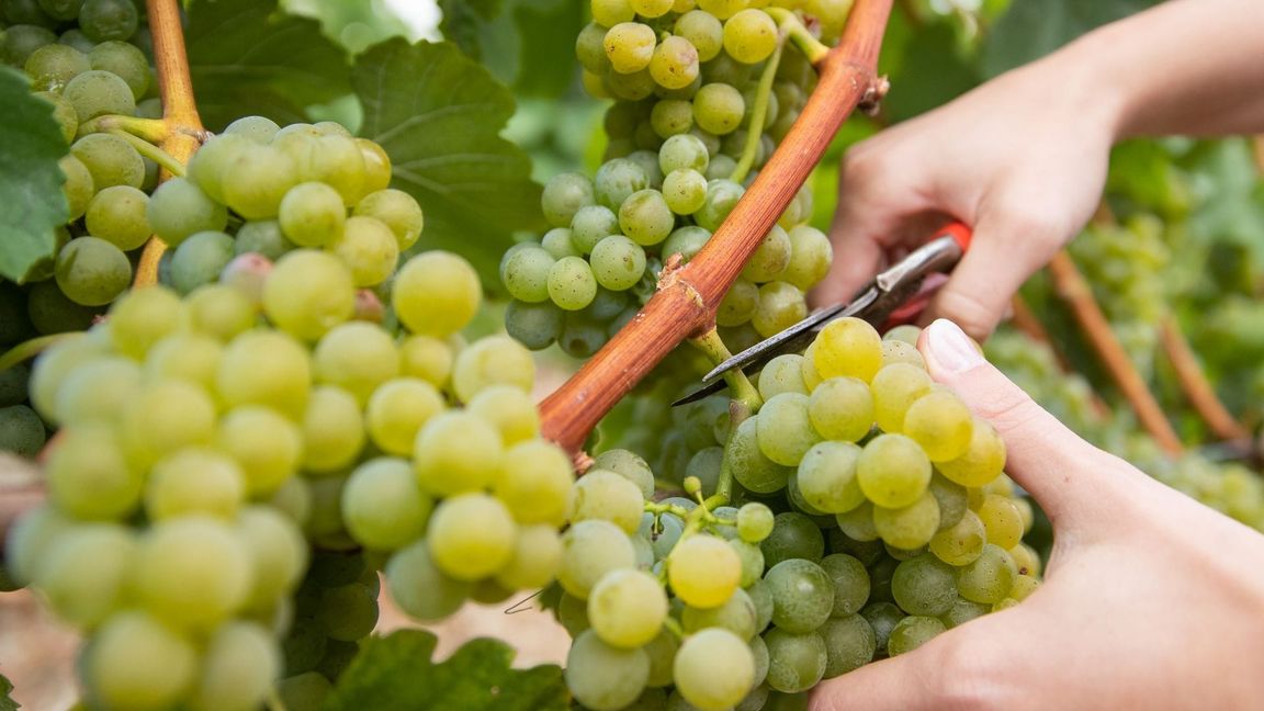 Die Hauptweinlese hat begonnen. (Foto-Archiv)