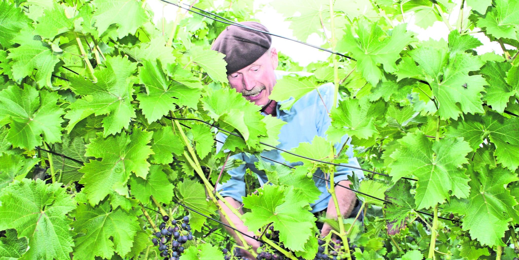 In seinem Weinberg baut der ehemalige Sindelfinger Stadtgärtner Thomas Speer seine Bio-Weine an. Die sind aber zum Trinken gemacht.