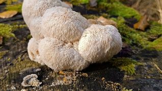 Der Igelstachelbart wird auch Yamabushitake, Löwenmähne, Pom-Pom blanc oder Affenkopfpilz genannt.