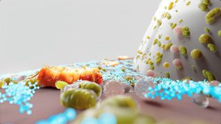 Porphyromonas gingivalis (orange), der Inhaltsstoff (blau) und gesundes Mikrobiom am Übergang von Zahnfleisch zu Zahn.