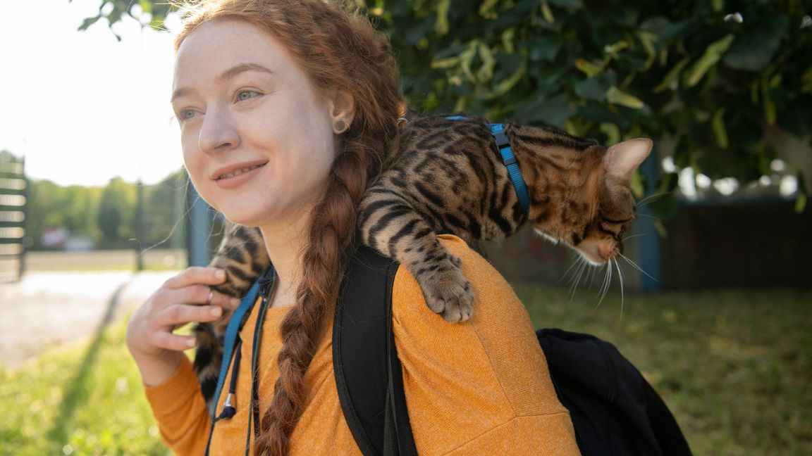 Aktuell werden immer mehr Katzen an der Leine durch Großstadtstraßen geführt. (Archivbild)