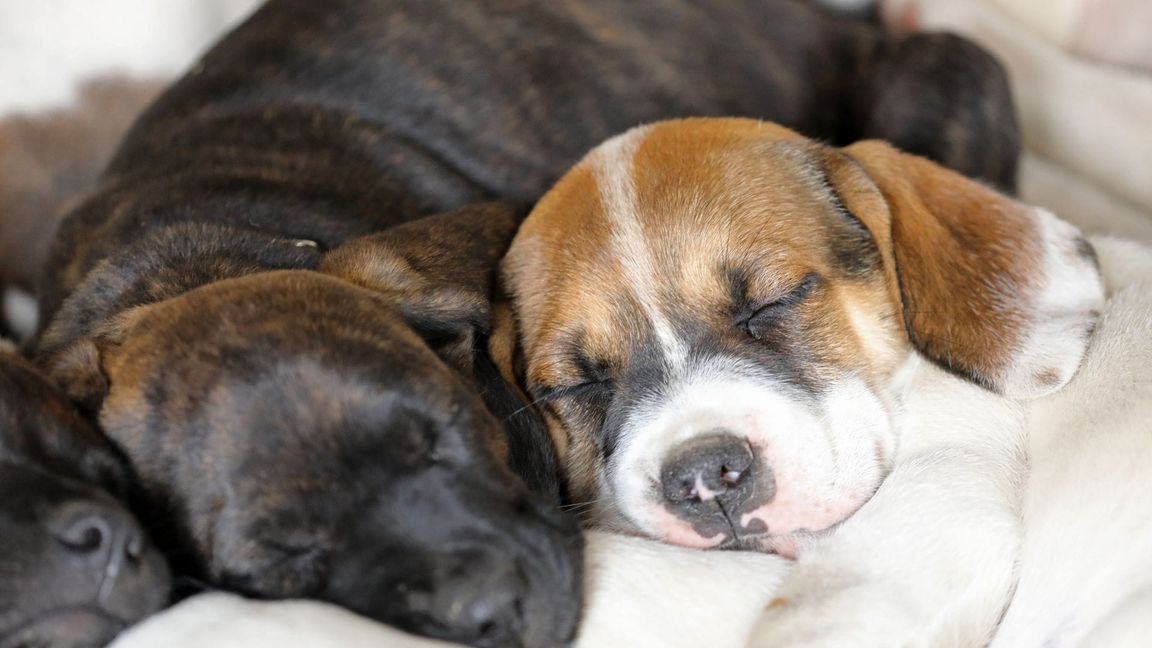 Die Entscheidung fällt in eine Zeit, in der die Tierheime im Land in einer angespannten Lage sind (Symbolbild).