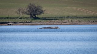Nicht nur heute, sondern schon vor Jahrhunderten bewegte das Auftauchen von Walen an der Ostseeküste die Menschen stark. Der Blick hat sich aber gewandelt. (Archivbild)