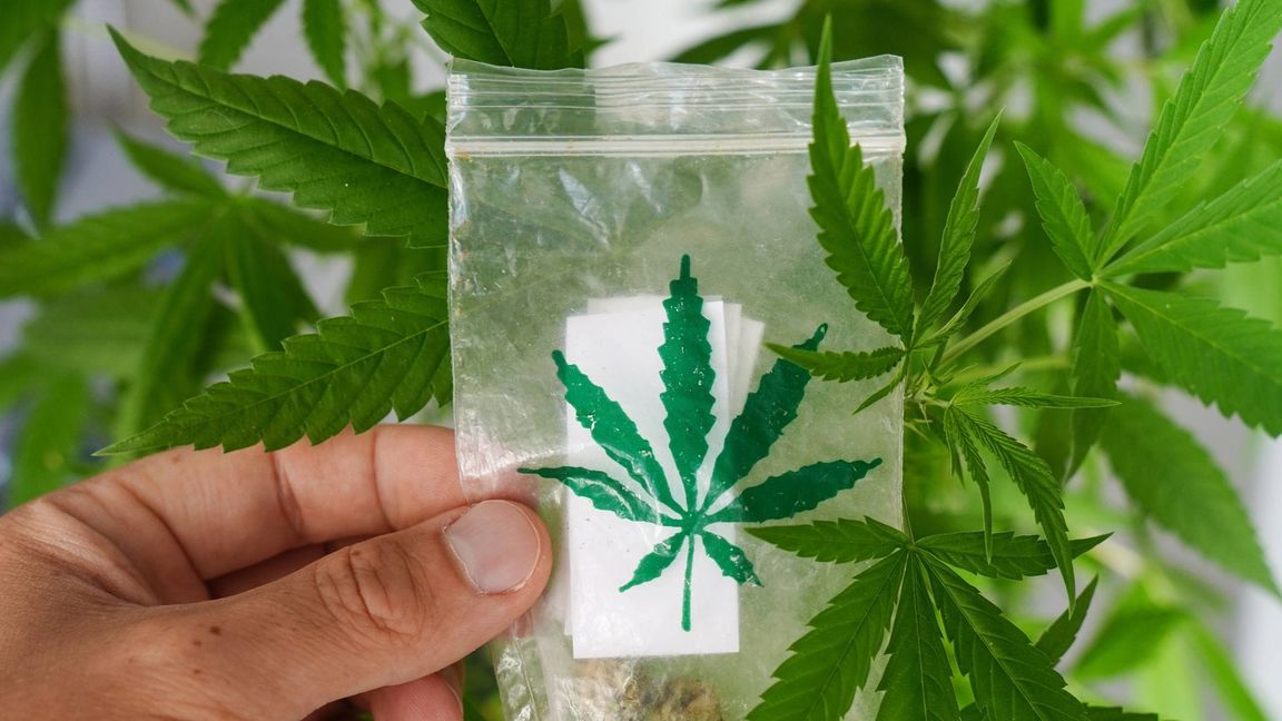 Die Polizei fand tausende Marihuana-Pflanzen und mehrere Kilogramm abgepacktes Marihuana (Symbolbild).