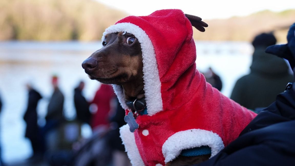 Beim Weihnachtsschwimmen nahe Birmingham schaute ein festlich gekleideter Dackel zu.