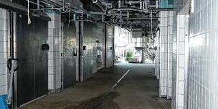 Der Schlachthof ist kein Ort zum Wohlfühlen. Unnötige Grausamkeiten verstoßen aber gegen das Gesetz.