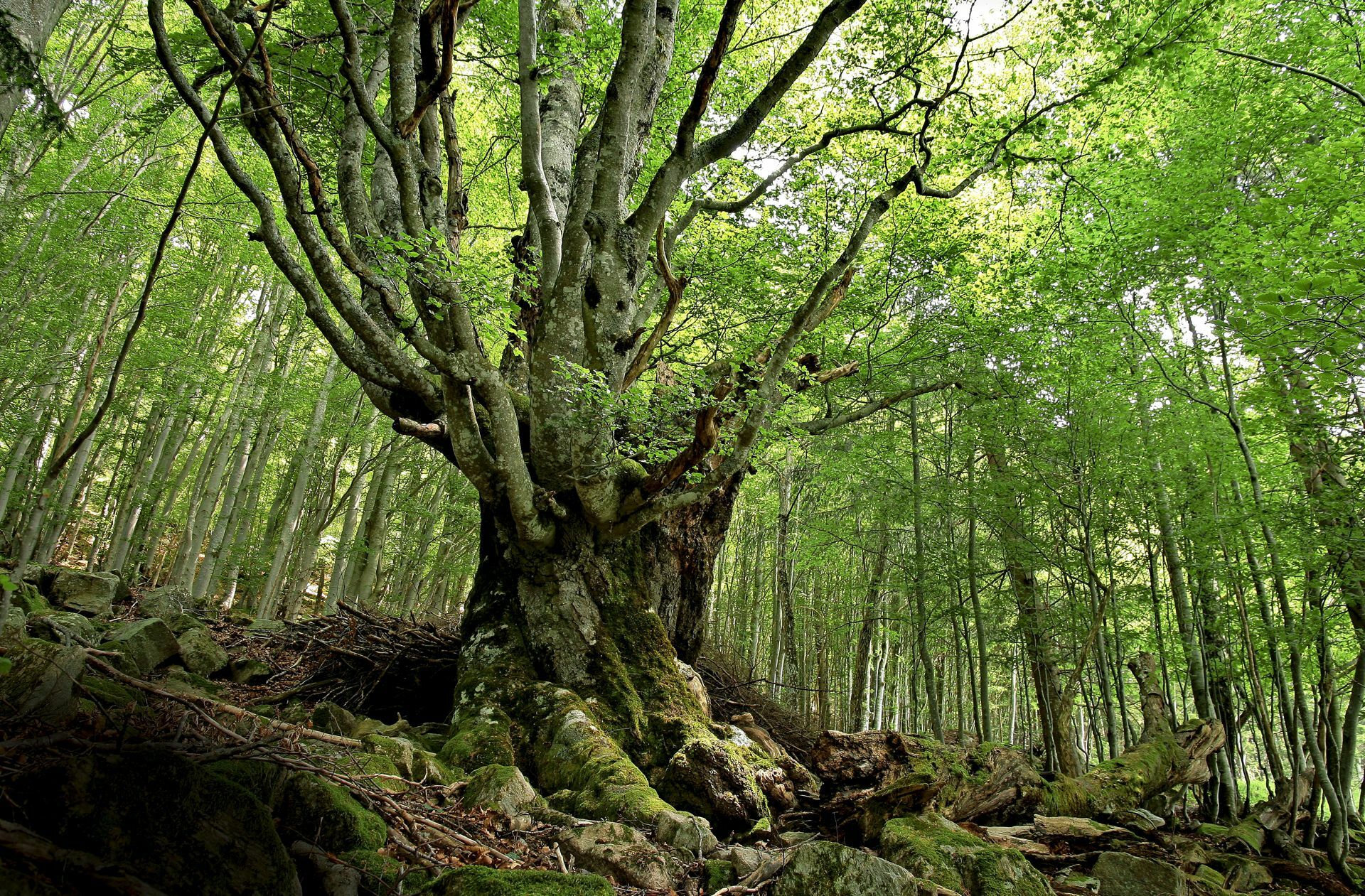 Prachtexemplar: eine rund 300 Jahre alte Weidbuche  im Südschwarzwald
Foto:Michel Grün Foto: &nbsp;