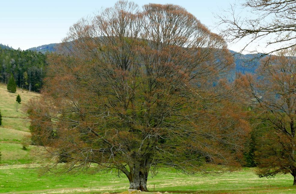 Auf 1000 Höhenmetern steht dieser Buchenbaum, dessen fast makelloses Kronenhalbrund dem sprichwörtlichen Bilderbuch entsprungen scheint. „Sie ist ungefähr 300 bis 400 Jahre alt“, sagt Grün, der schon viele Male hier oben auf Wanderung war, um nach solchen Bäumen Ausschau zu halten. Foto: Torsten Schöll