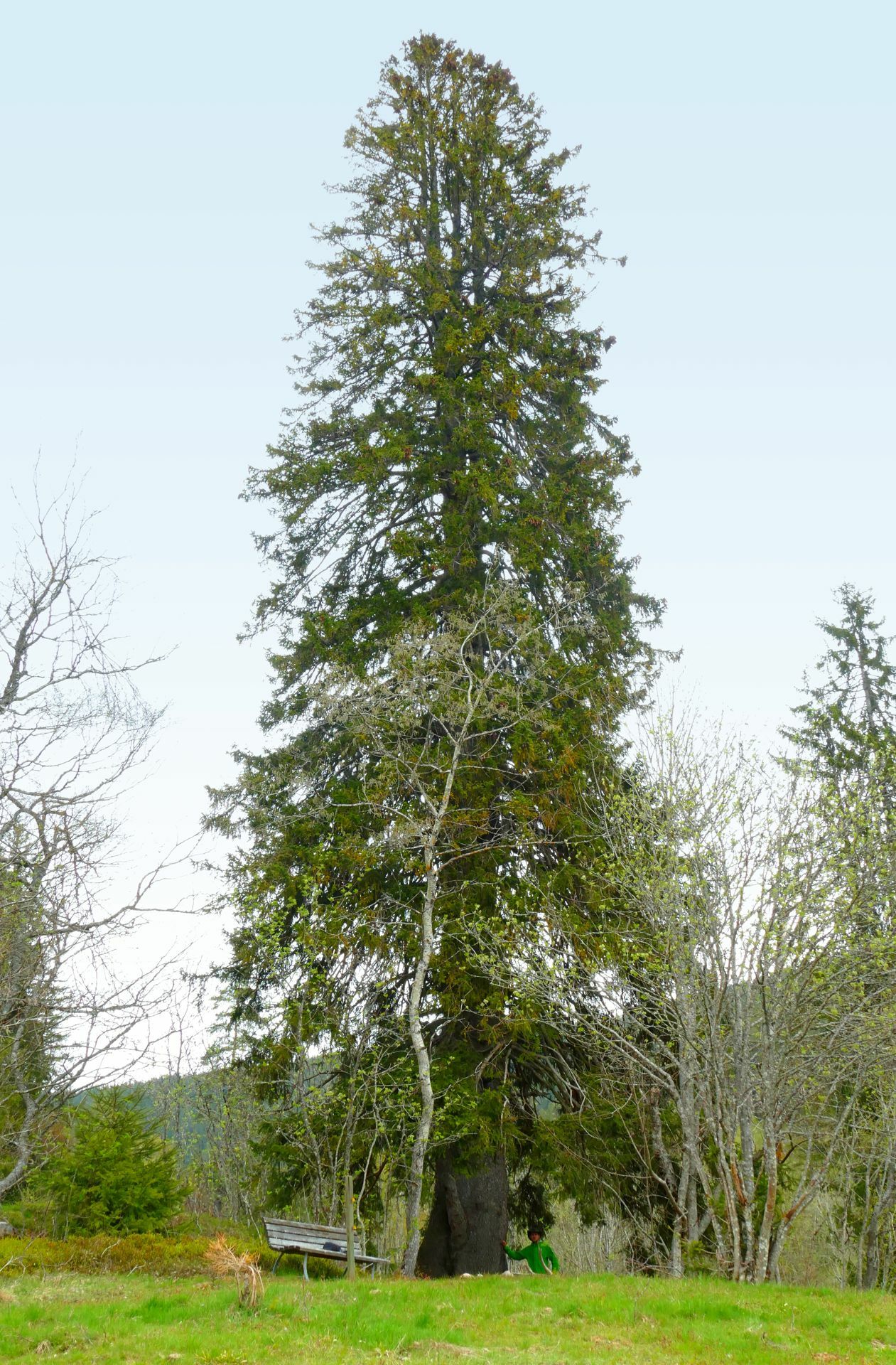 Am Parkplatz neben dem Menzenschwander Wasserfall steht diese Fichte, von der Grün sagt, dass es keine fünf vergleichbaren im Schwarzwald gebe: 4,90 Meter Umfang und mehr als 40 Meter Höhe. Foto: Torsten Schöll