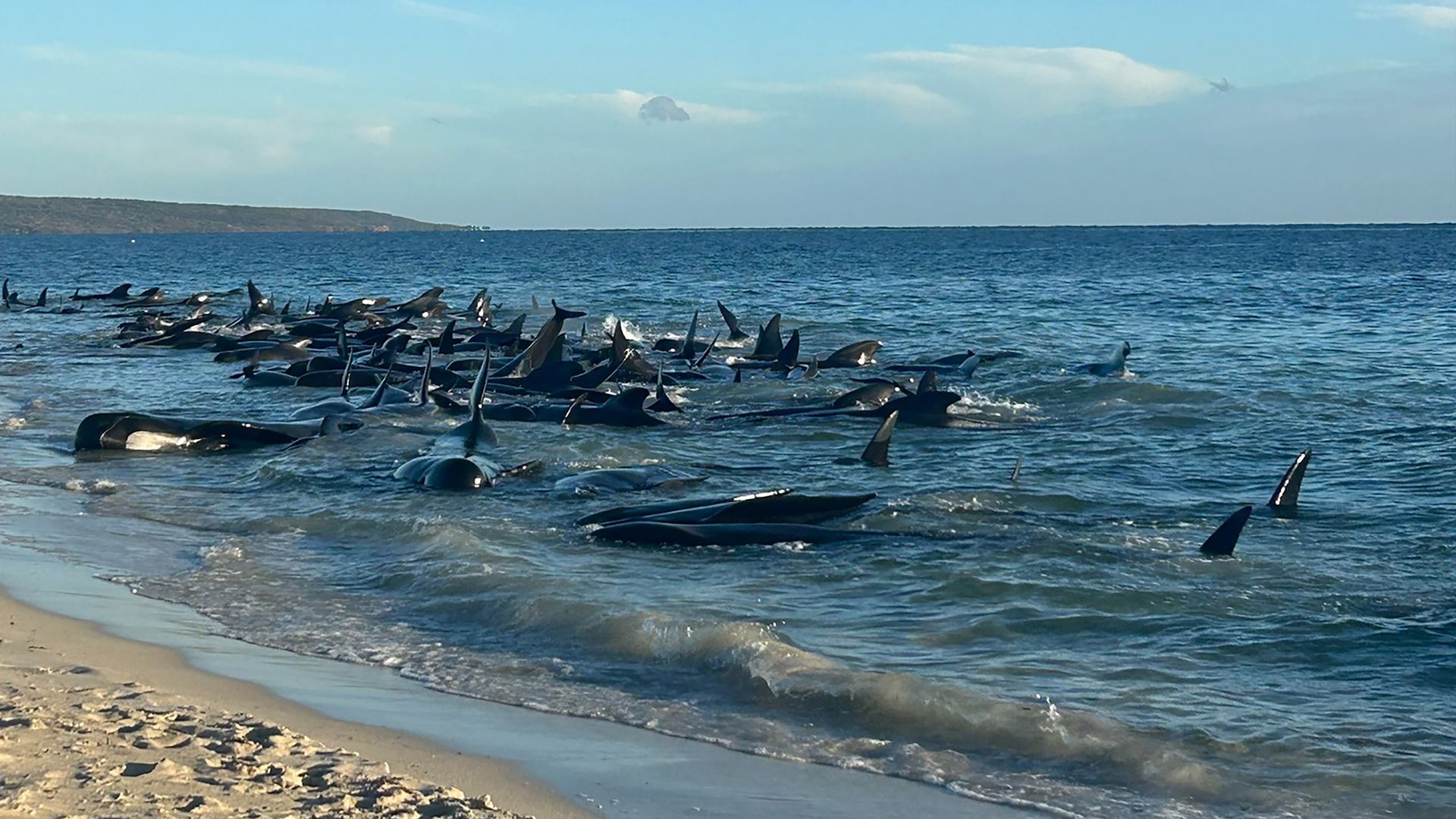 Aufnahmen zeigen eine Massenstrandung von Walen in Toby's Inlet in Westaustralien.