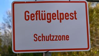 Nach Angaben des Friedrich-Loeffler-Instituts sind immer mehr Geflügelhaltungen in Deutschland von der Geflügelpest betroffen. In Betrieben in neun Bundesländern gab es bislang Seuchenausbrüche. (Symbolbild).