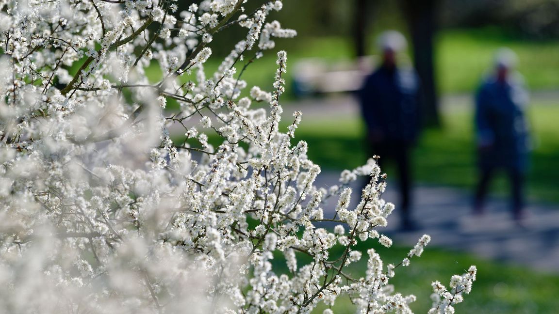 Spaziergänger gehen an einem blühenden Strauch vorbei. (Symbolbild)