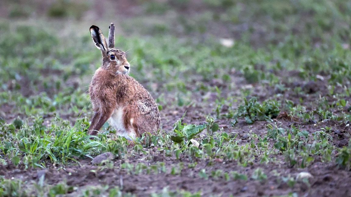 Die Hasenpest ist auch auf Menschen übertragbar. (Symbolbild)