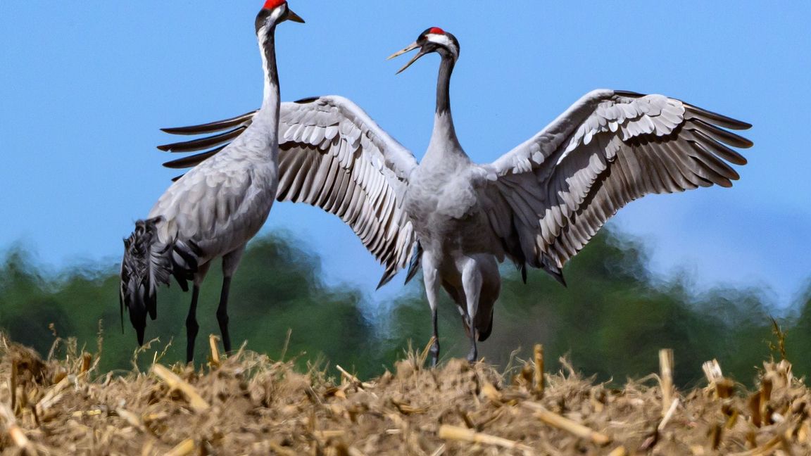 Für Kraniche birgt die Rast derzeit große Gefahr. Viele Tiere sind mit dem Geflügelpest-Virus infiziert.