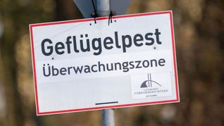 Nach Vogelgrippe-Ausbrüchen in zwei Geflügelhaltungen in Vorpommern mussten rund 150.000 Tiere gekeult werden. (Archivbild)